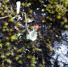 Cladonia borealis