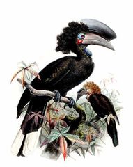 Black-Casqued Hornbill photo 3