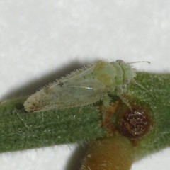 Aphalaroida spinifera