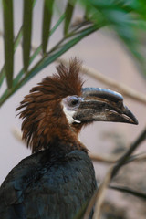 Black-Casqued Hornbill photo 4