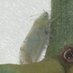 Aphalaroida spinifera