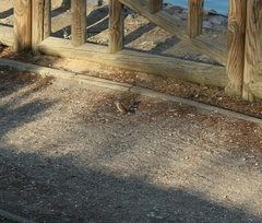 Passer domesticus