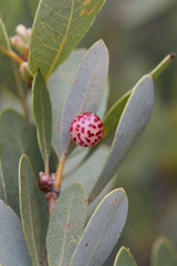 Andricus coquilletti