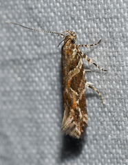 Aristotelia fungivorella