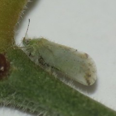 Aphalaroida spinifera