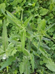 Cichorium intybus