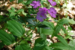 Phlox ovata