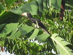 Lophoceros fasciatus