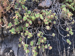 Aeonium lindleyi subsp. lindleyi image