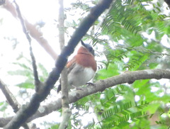 Platysteira castanea