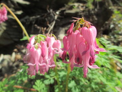 Dicentra eximia