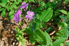 Phlox ovata