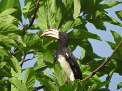 Lophoceros fasciatus