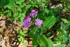 Phlox ovata