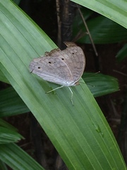 Junonia atlites