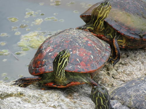 Florida Red-bellied Cooter