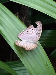 Junonia atlites