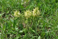 Pedicularis foliosa