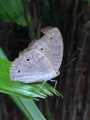 Junonia atlites