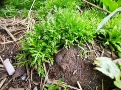 Matricaria discoidea