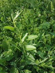 Convolvulus arvensis