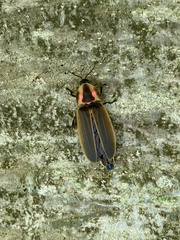 Pyractomena borealis