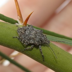 Brochymena parva