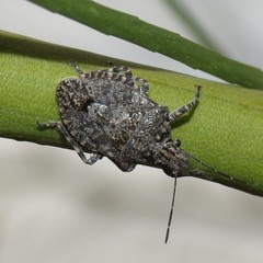 Brochymena parva