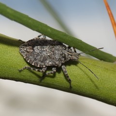 Brochymena parva