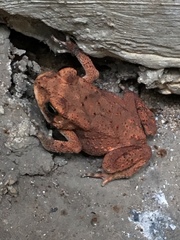 Duttaphrynus melanostictus