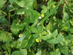 Medicago lupulina