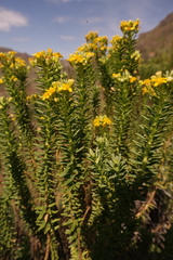 Euryops tysonii