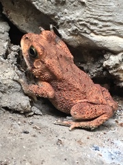 Duttaphrynus melanostictus