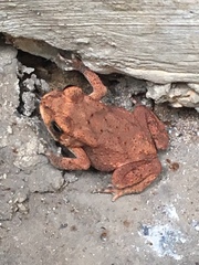 Duttaphrynus melanostictus