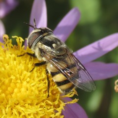 Copestylum fornax
