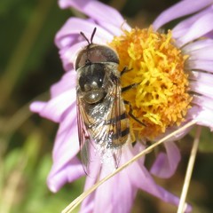 Copestylum fornax