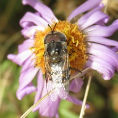Copestylum fornax