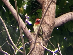 Psilopogon haemacephalus roseus