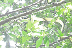 Dendroaspis jamesoni