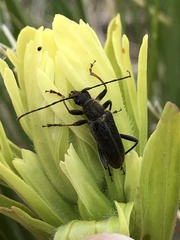 Cortodera