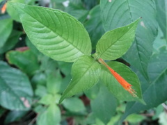 Cuphea appendiculata