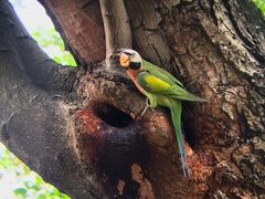 Psittacula alexandri