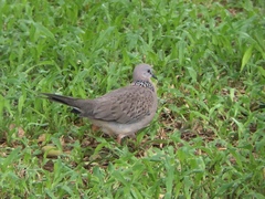 Streptopelia chinensis