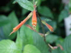 Cuphea appendiculata