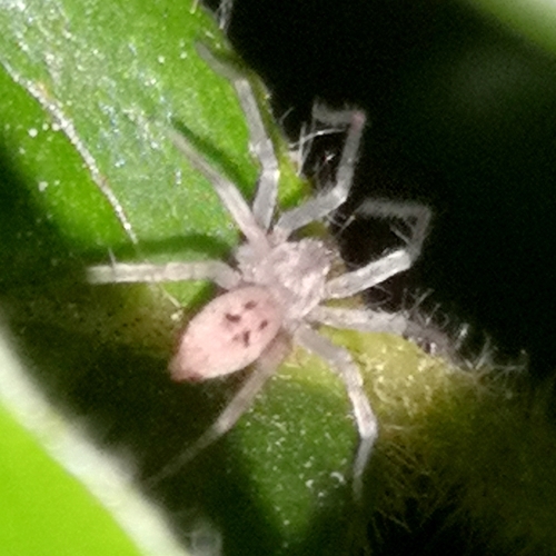 Anyphaena numida