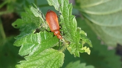 Pyrochroa serraticornis