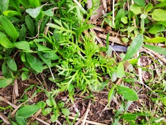 Matricaria discoidea