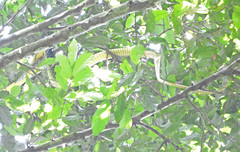 Dendroaspis jamesoni