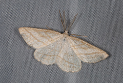 Perconia strigillaria
