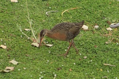 Rallus tenuirostris